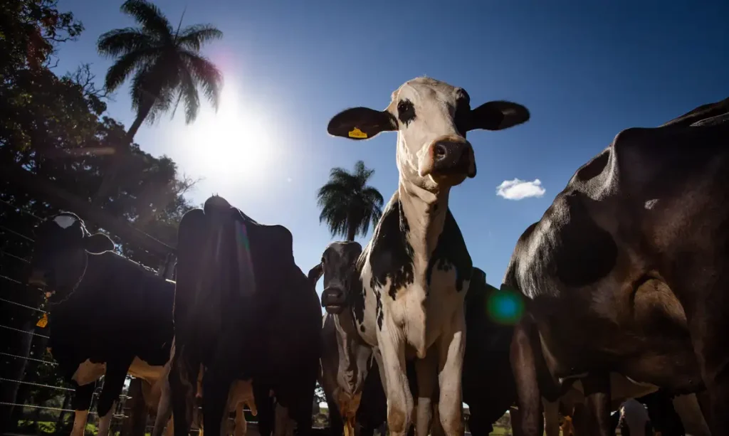 União Europeia confirma veto a importação de carnes e outros produtos do Brasil a partir de 3 de setembro
