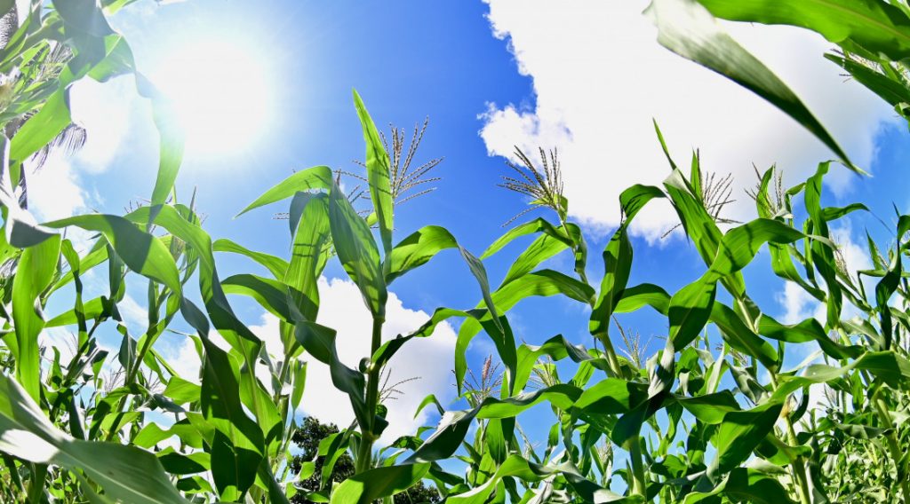 Perímetros irrigados do Governo de Sergipe impulsionam produção de alimentos típicos do São João