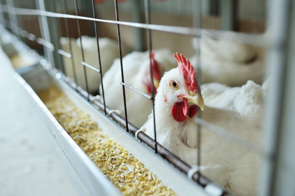 Austrália registra 1º caso de gripe aviária altamente patogênica em ave silvestre