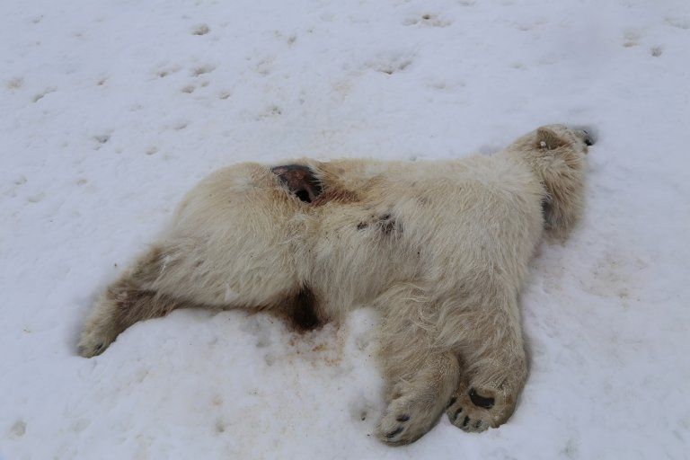 Austrália registra 2º caso de gripe aviária H5N1 em menos de uma semana