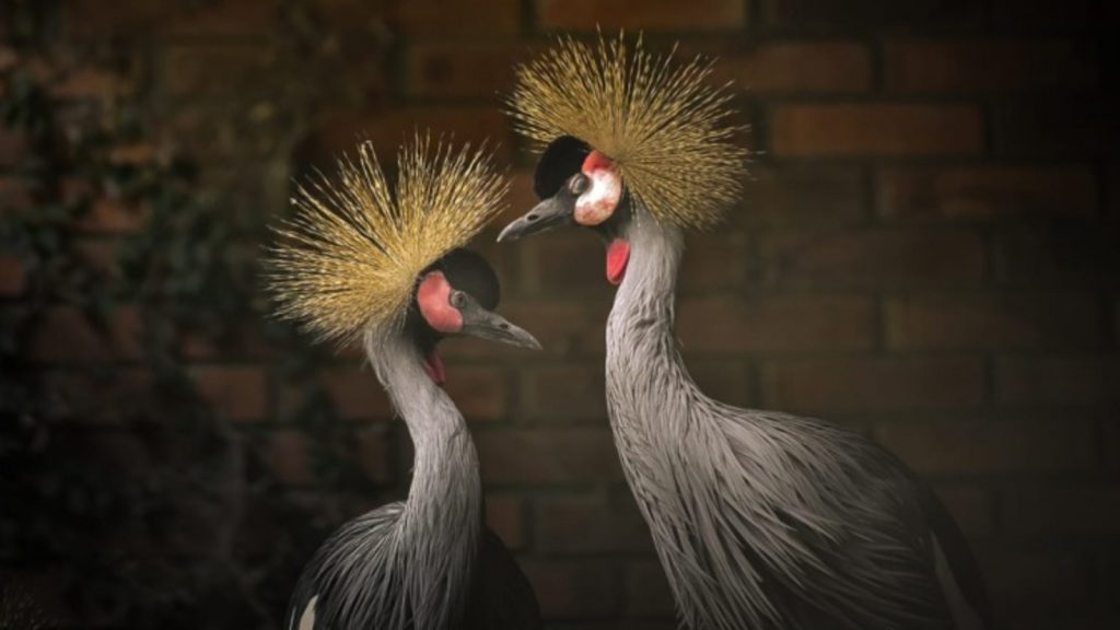 Aves raras resgatadas do tráfico ganham novo lar em zoológico do RS