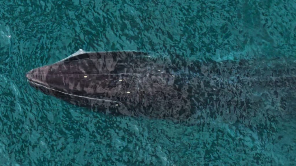 Baleia gigante de 20 metros aparece perto da costa e surpreende turistas