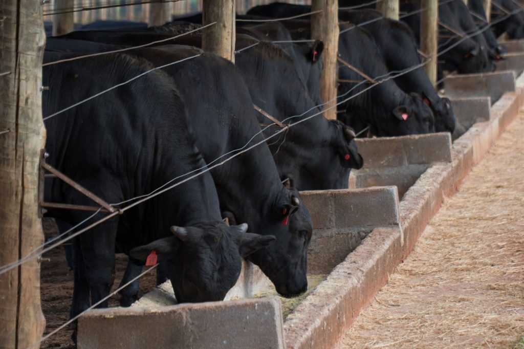 Brasil negocia acordo com UE para evitar restrições às exportações de carne