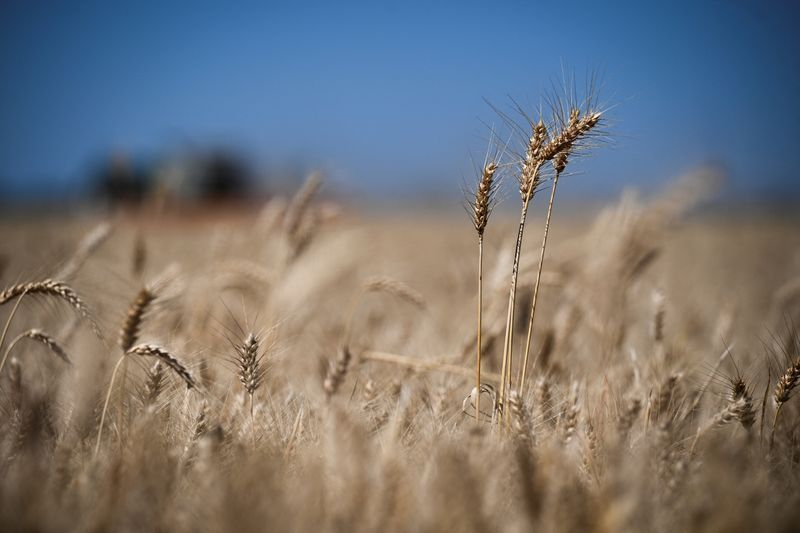 El Niño ameaça agricultura e agrava seca no Nordeste brasileiro