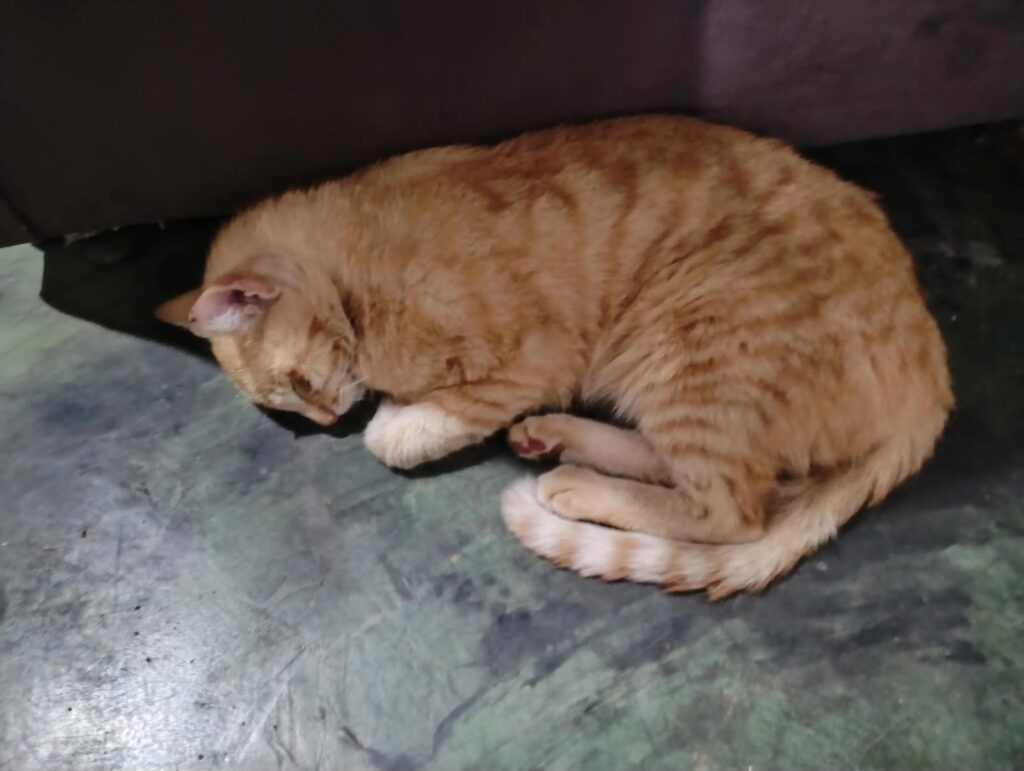 Polícia Civil apura denúncias de possível envenenamento de animais em Propriá