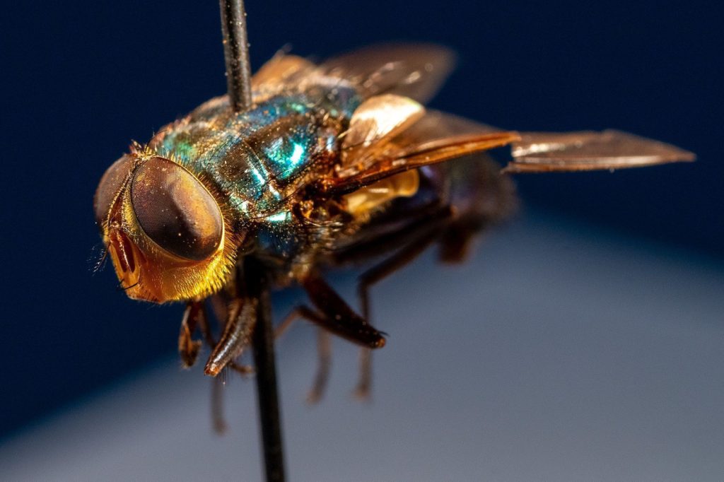 Moradores se unem contra mosquitos e cobram ação do governo local