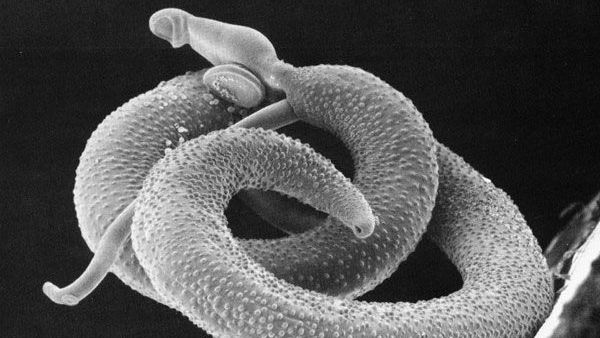 Mosca-da-fruta possui espermatozoides gigantes, 40 vezes maiores que os humanos