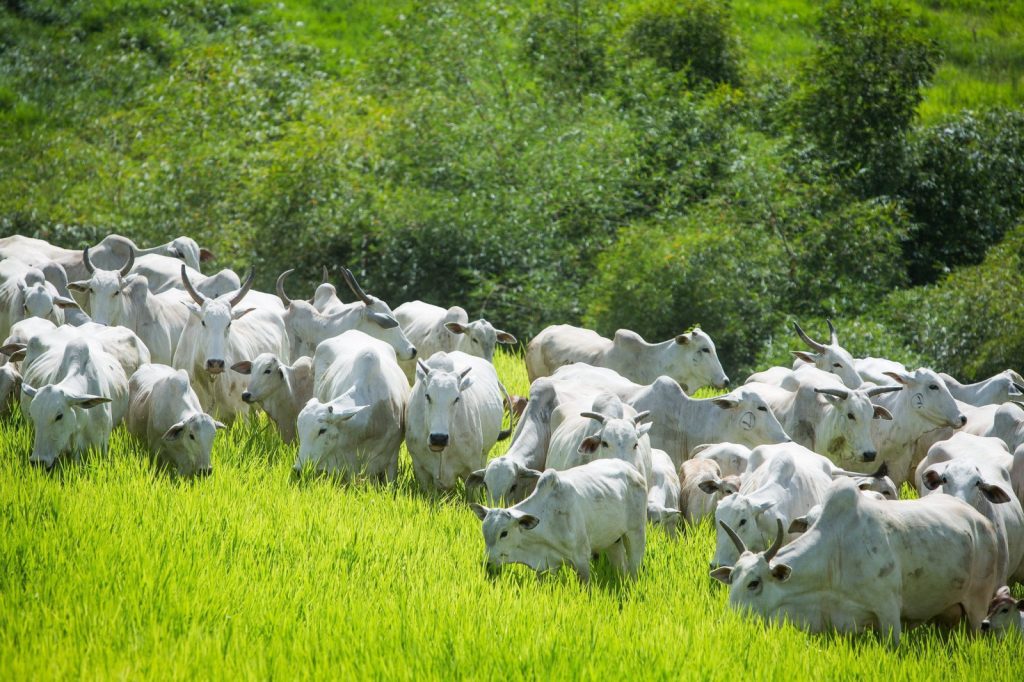 MT adia para 2035 fim do uso de biomassa nativa em indústrias