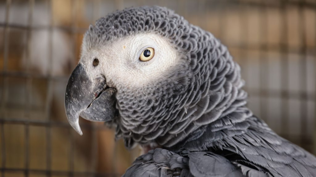 Pesquisa revela que masturbação é comportamento natural e evolutivo em aves