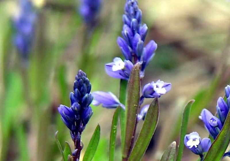 Planta à beira da extinção ressurge com 1.245 novos exemplares no Reino Unido