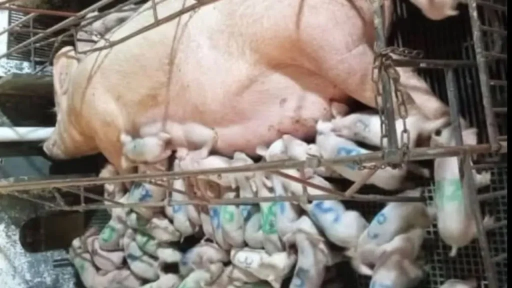 Porca tem parto histórico com 46 leitões vivos e mira recorde mundial