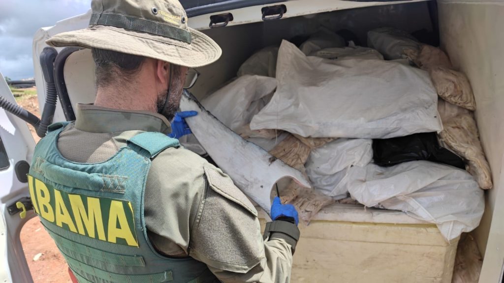 PRF flagra carga ilegal de tubarão avaliada em R$ 147 mil em SE