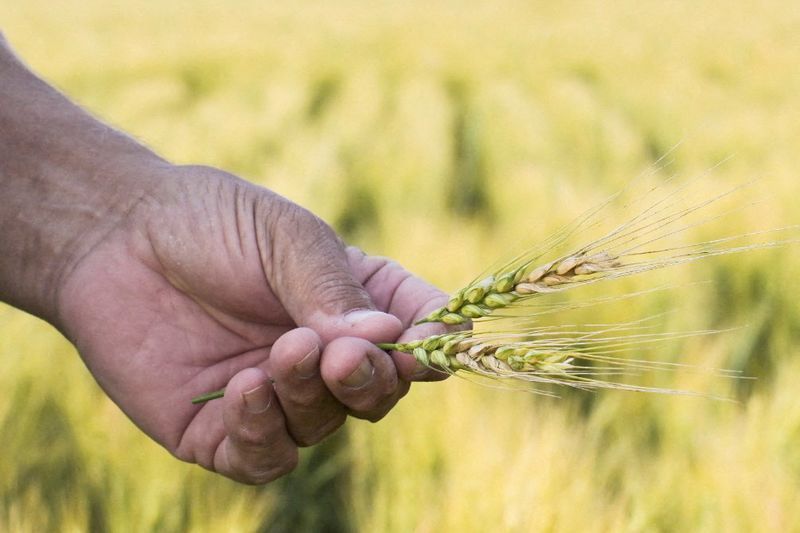Produção de trigo no RS despenca 36% em 2026 por clima e crise