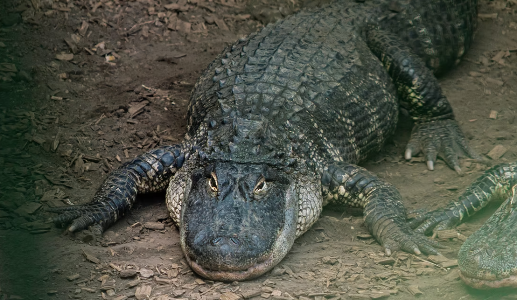 Recinto de crocodilos em Cambridgeshire reabre após ataque a criança
