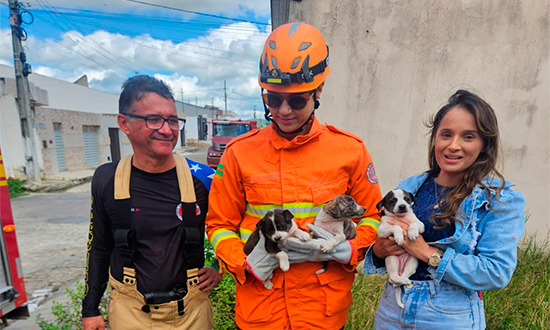 Bombeiros resgatam três filhotes presos entre casas em Nossa Senhora Aparecida
