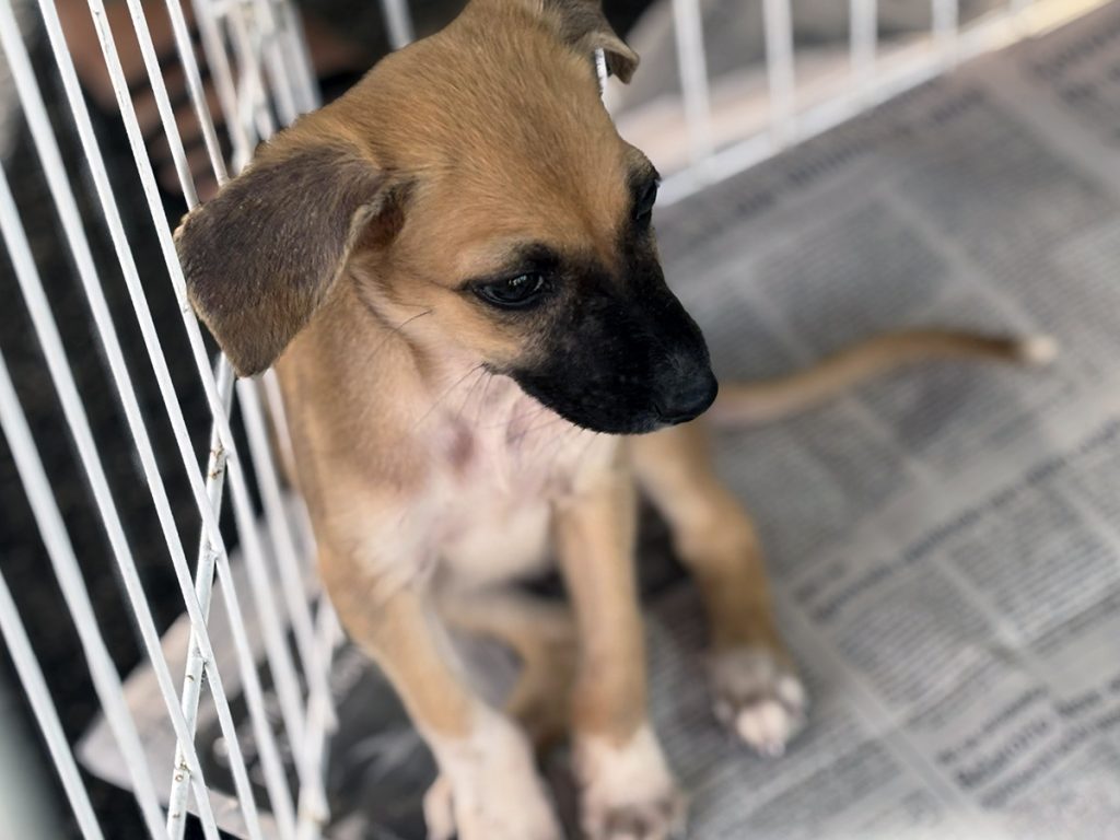 Adasfa realiza ação de adoção animal neste sábado em Aracaju