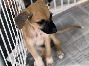 Adasfa realiza ação de adoção animal neste sábado em Aracaju