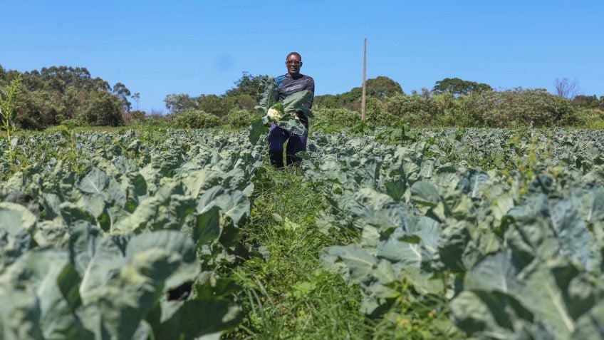 Agropecuária do DF movimenta R$ 5,8 bilhões em 2025, mantendo estabilidade
