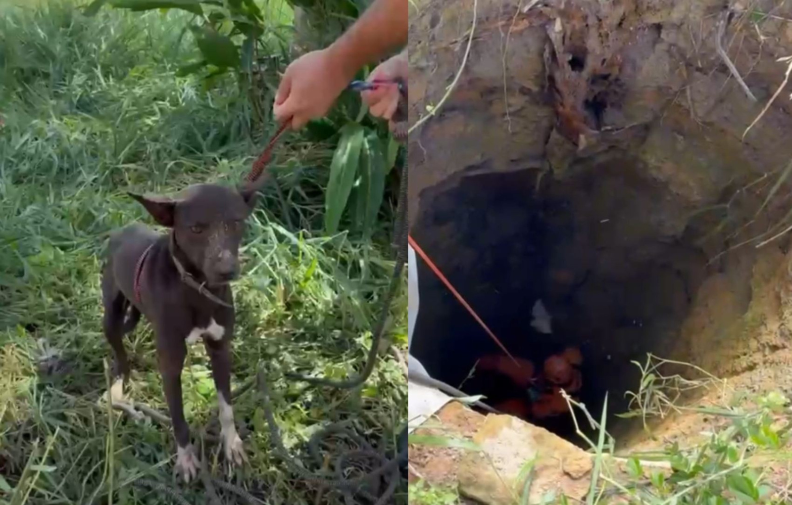 Bombeiros resgatam cão de cisterna com mais de 10 m em Itaporanga