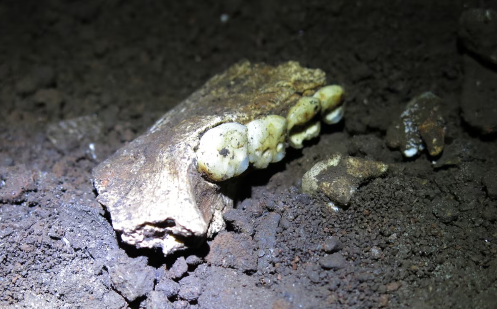 Caverna na Turquia revela interação entre neandertais e Homo sapiens