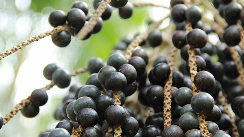 Cientistas sequenciam pela 1ª vez o genoma do açaí na Amazônia