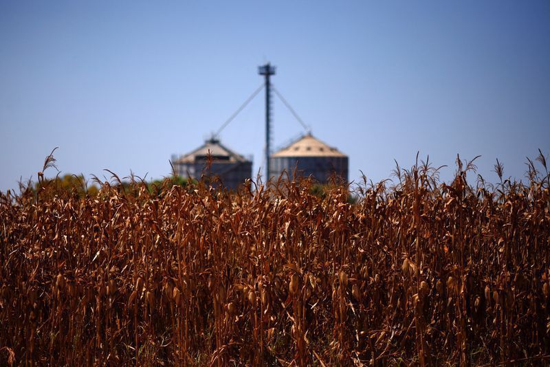 Exportações do agronegócio para países árabes crescem 5% no primeiro semestre