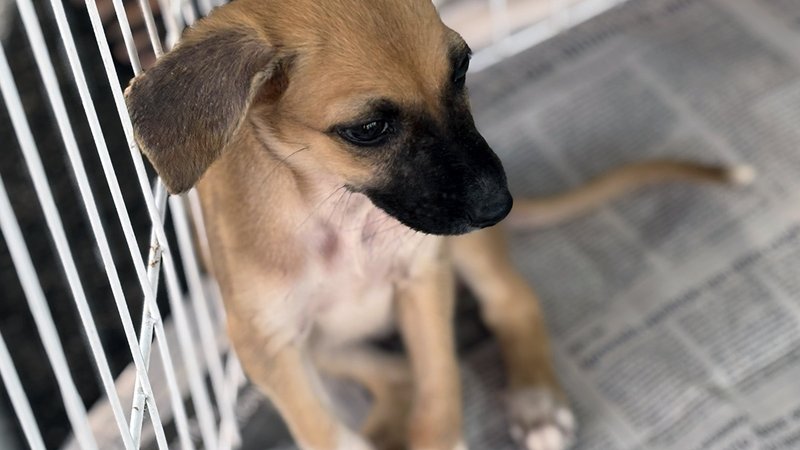 Feira de adoção de cães e gatos acontece neste sábado em Aracaju