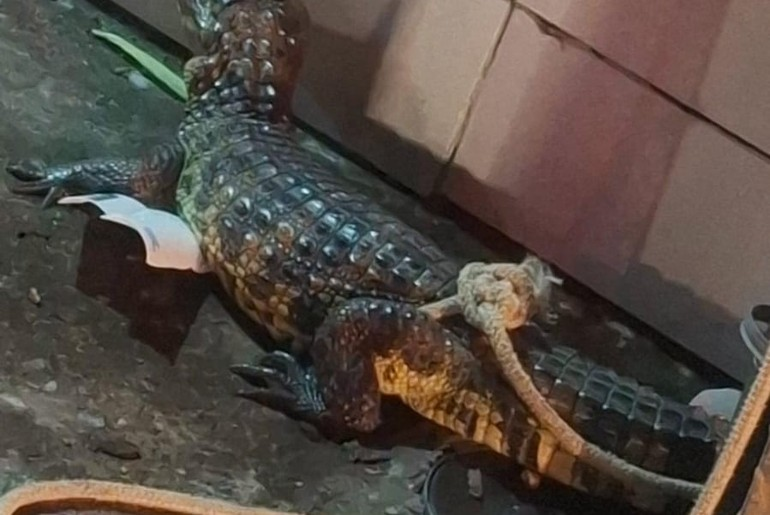 Jacaré é resgatado por bombeiros na porta de residência em Nossa Senhora do Socorro