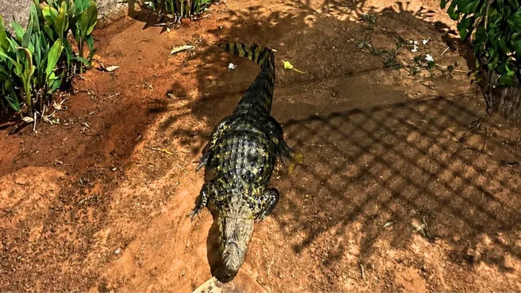 Jacaré é resgatado no Parque da Cidade em Guanambi