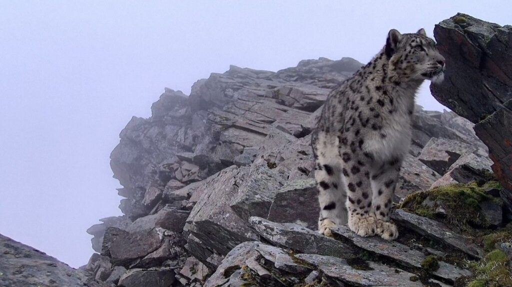 Leopardo-das-neves é flagrado em reserva natural na China; assista ao vídeo