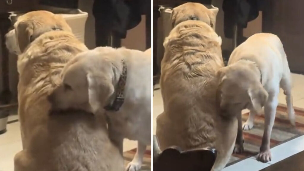 Mãe labradora de 12 anos continua cuidando do filho adulto e encanta