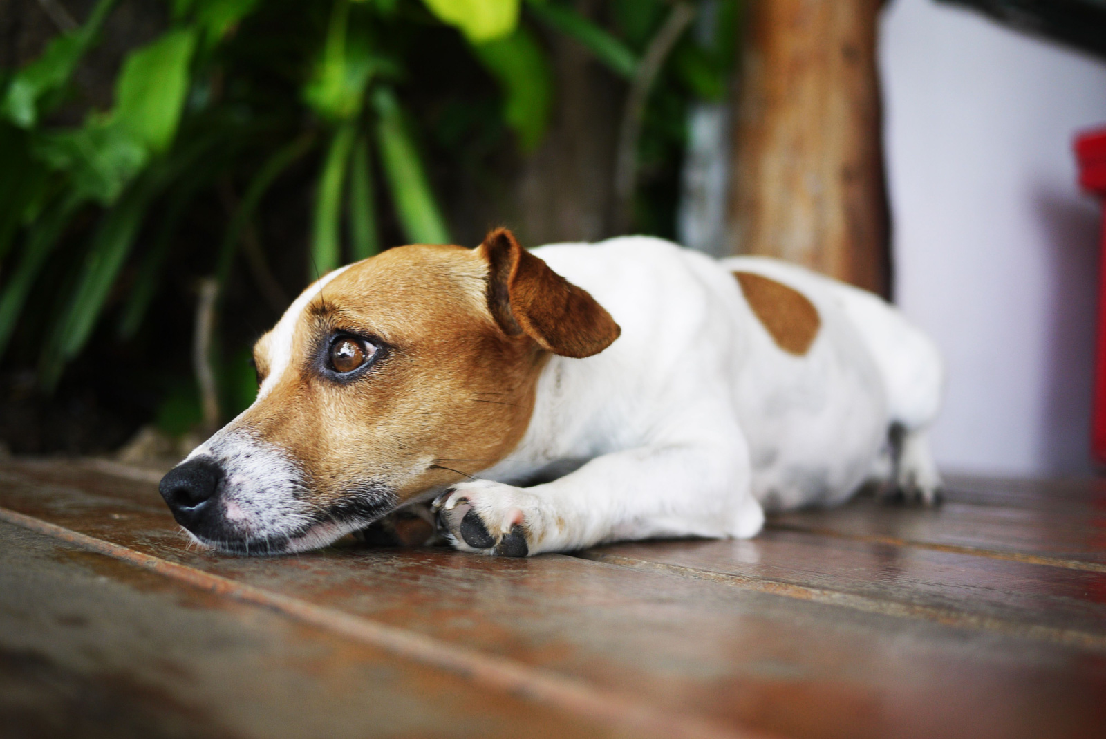 Metade dos tutores evita discutir envelhecimento dos pets