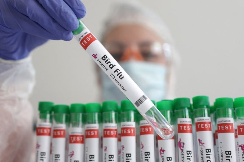 Nova Zelândia confirma primeiro caso de gripe aviária H5N1 em ave marinha