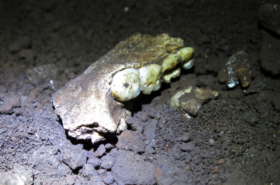 Novas descobertas sobre fósseis de Homo naledi intrigam pesquisadores sobre evolução
