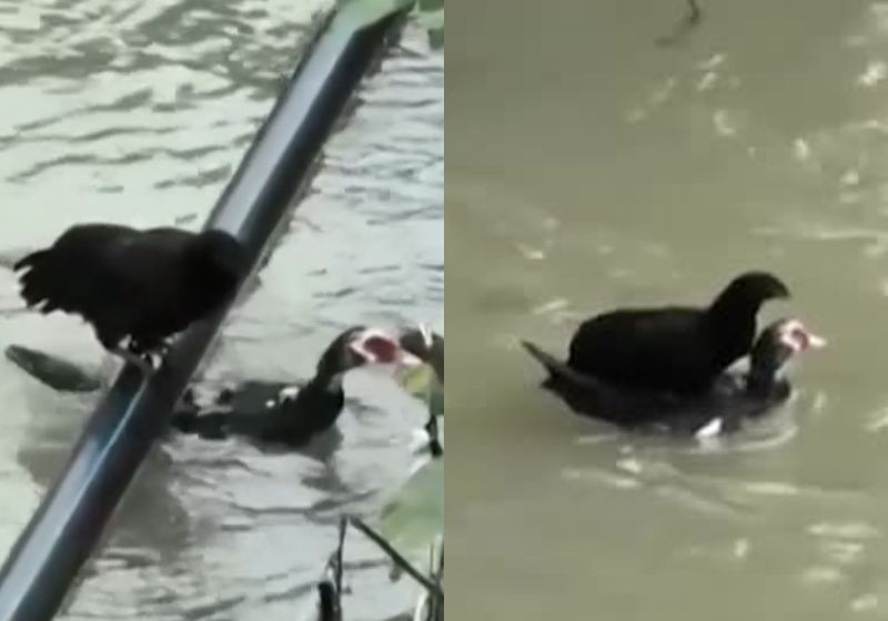 Pato resgata galinha em emocionante cena na China; vídeo viraliza