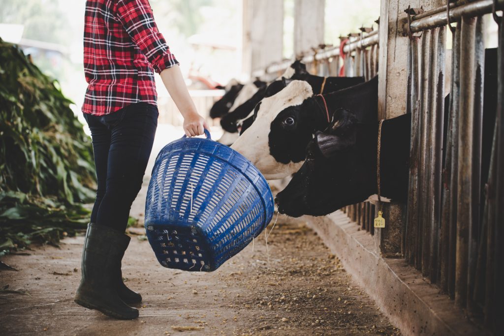 Preço do leite se mantém estável, mas varia entre regiões produtoras do Brasil