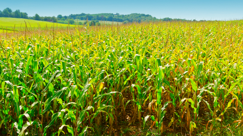 Proagro libera R$166,4 mi para 1.664 produtores em Sergipe