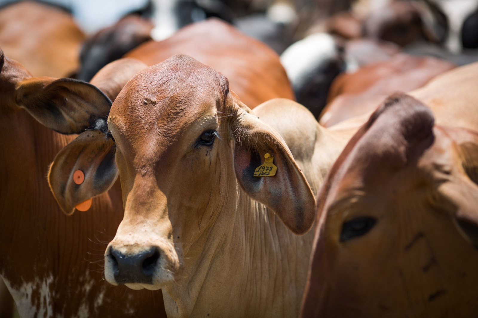 Sanidade livre de aftosa impulsiona exportações de carne brasileira