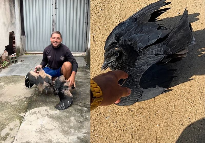 Urubu que age como cachorro conquista a internet com suas travessuras