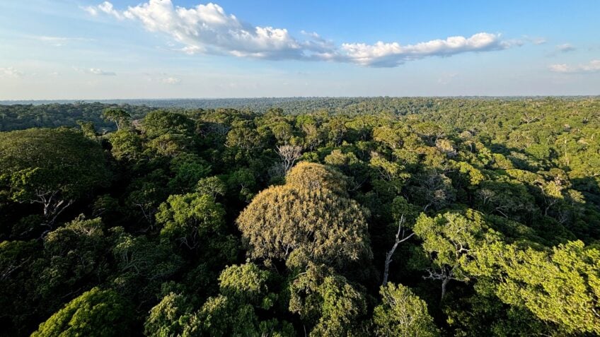 USP cria mapa de isótopos para rastrear madeira ilegal na Amazônia