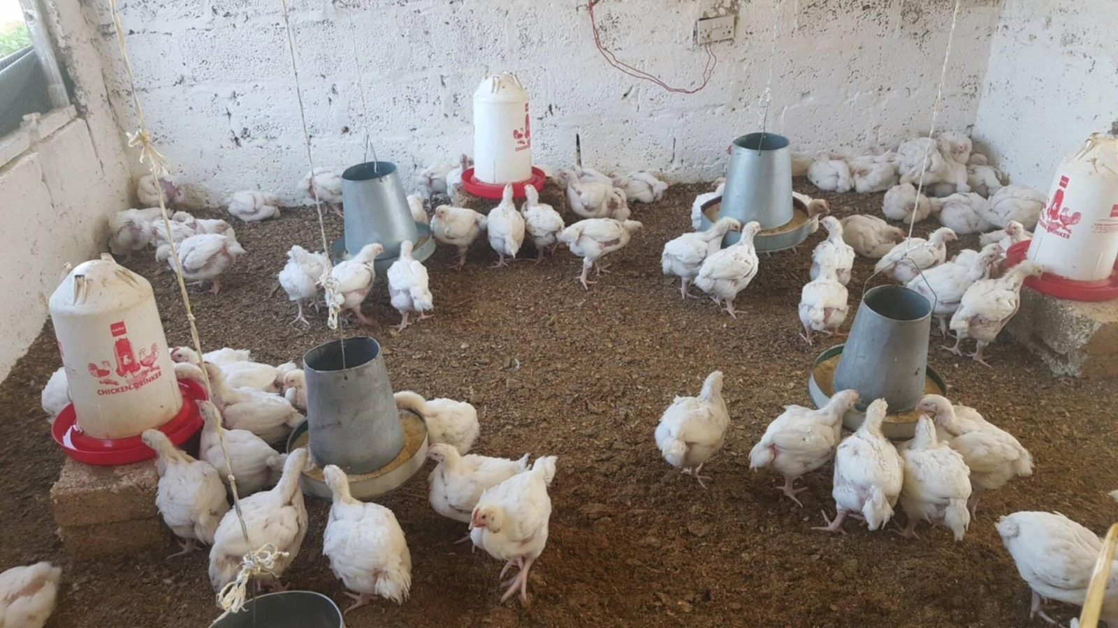 Tyson Foods vai emitir até US$ 1,2 bi para recomprar dívida