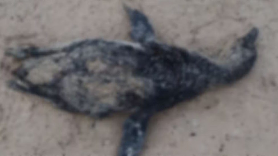 Equipe da FMA recolhe pinguim-de-Magalhães morto na Praia do Saco