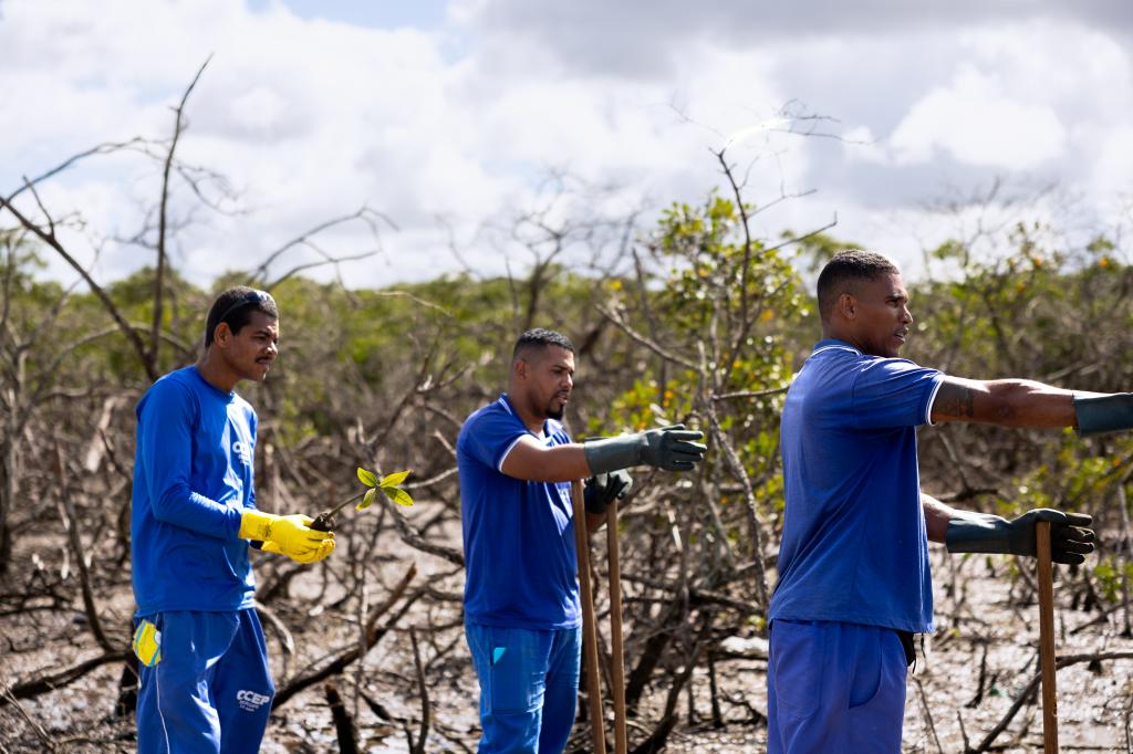 Aracaju reforça recuperação de manguezais com plantio de mudas em Lamarão