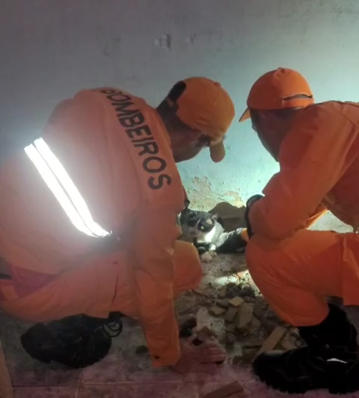 Bombeiros resgatam gato preso entre paredes em Aracaju