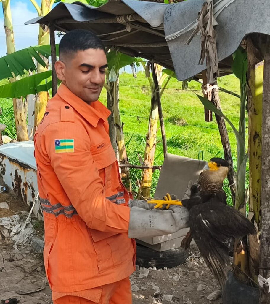 Bombeiros do 4º GBM resgatam carcará ferido em Maruim