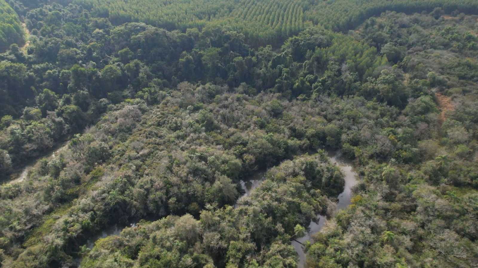 Brasil perde 14% da cobertura nativa em 41 anos, diz MapBiomas