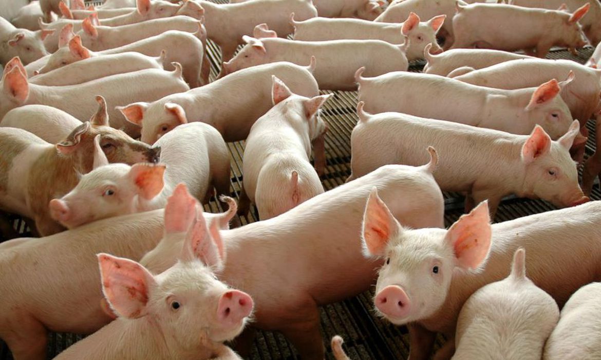 Brasil prevê exportar até 96 mil t de carne às Filipinas em 2026