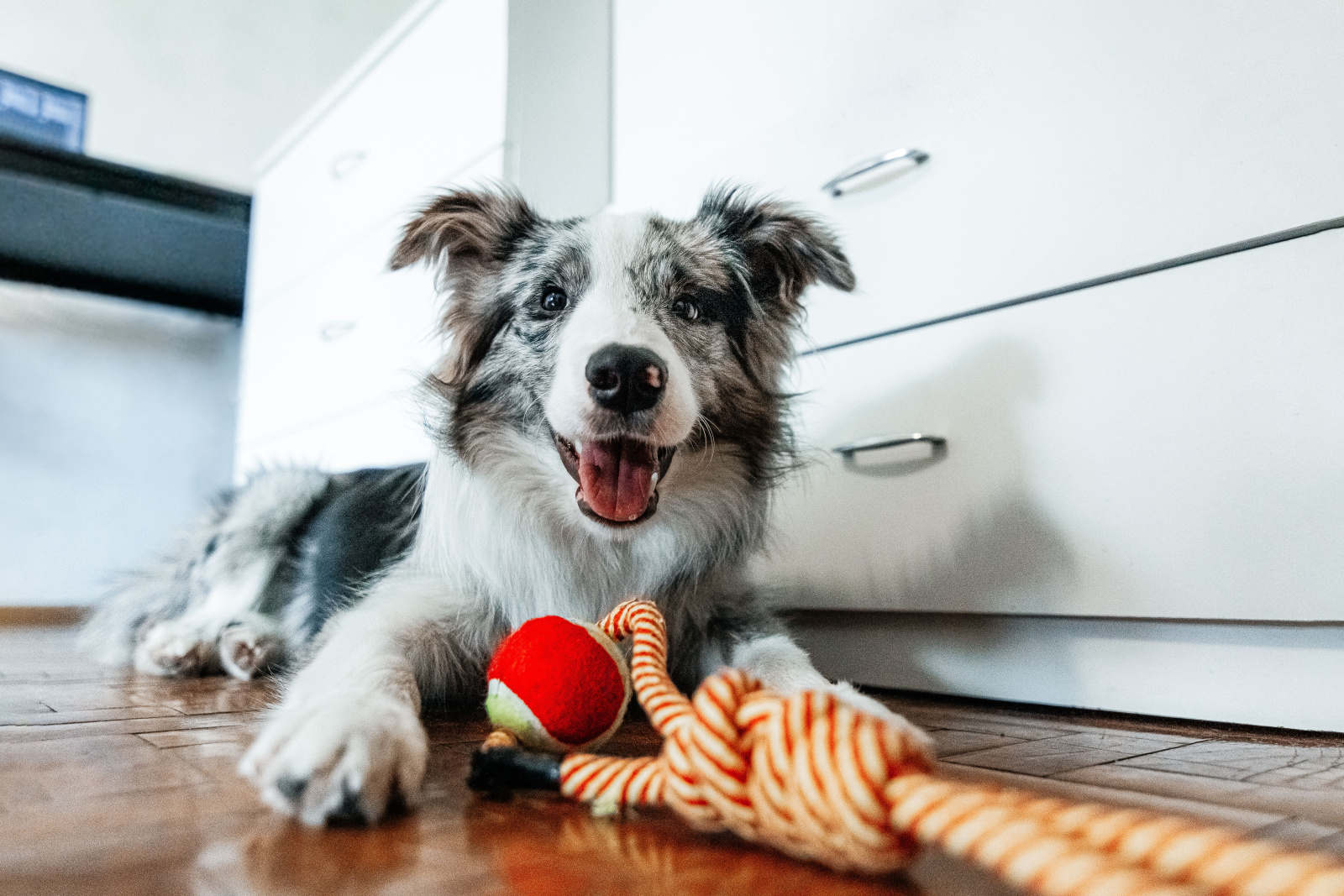 Cães distinguem emoções negativas em rostos, aponta fMRI