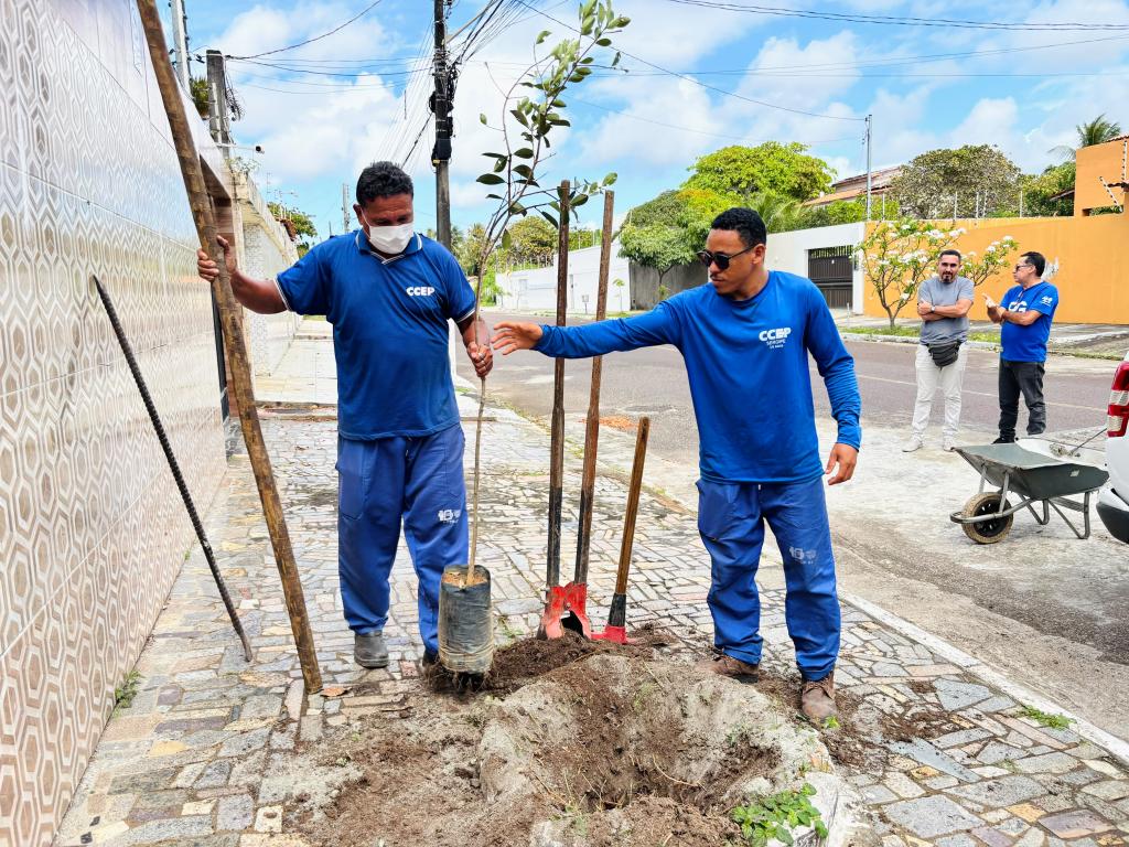 Projeto Calçada Viva planta oito mudas em calçadas no Aruana