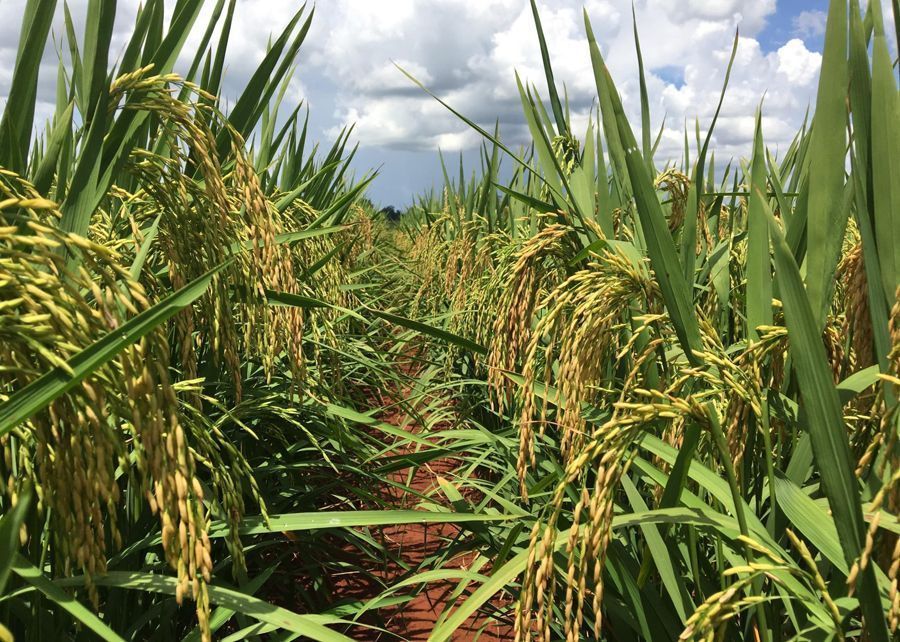 Tarifa de 37,5% dos EUA pressiona indústria do arroz e gera prejuízos